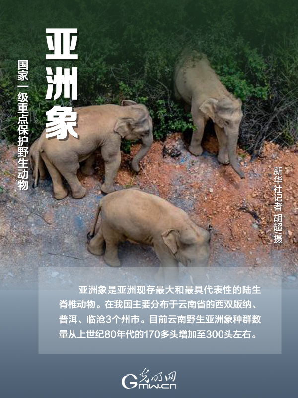 【海報】國際珍稀動物保護日|以“珍惜”守護“珍稀”