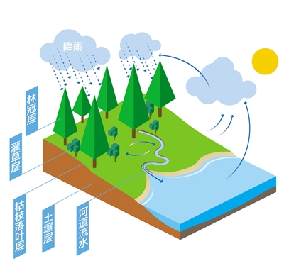 森林為什么是“水庫”?