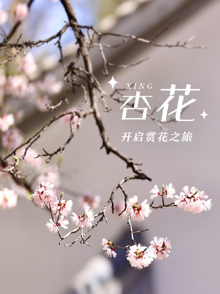 追花指南第六期！杏花雨 楊柳風(fēng) 北京最美的杏花在這里