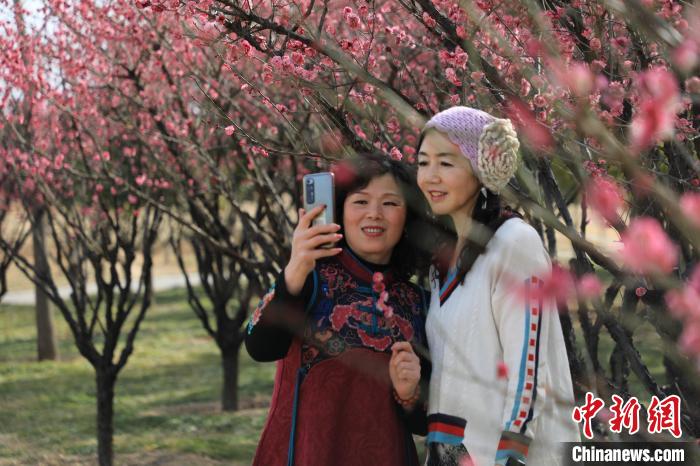 市民在梅花樹下拍照?！∴囆?攝