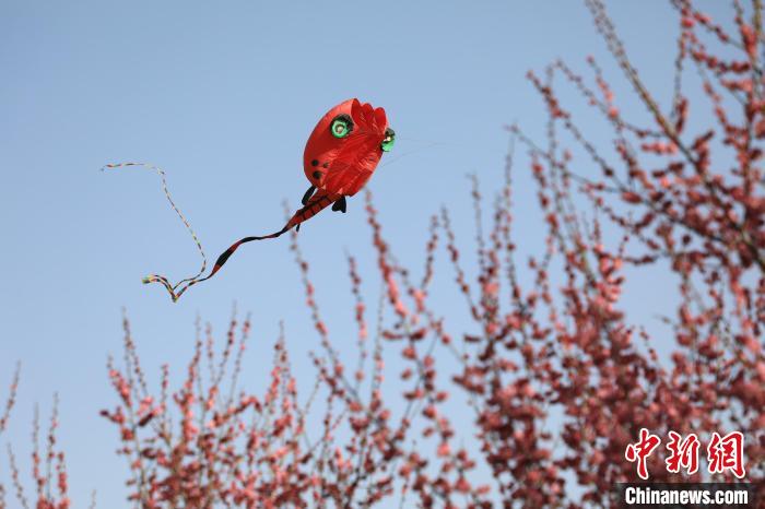 風箏在花中飛舞?！∴囆?攝