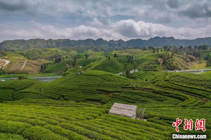 貴定縣云霧茶園?！√普?攝