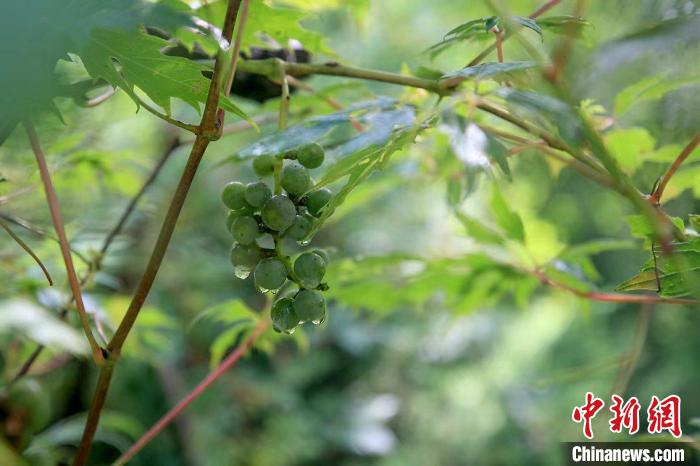 野生動(dòng)物在北京：如何筑牢生物多樣性“保護(hù)網(wǎng)”？