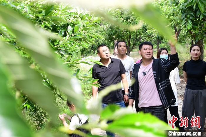 游客在欣賞栗樹花?！『略破?攝