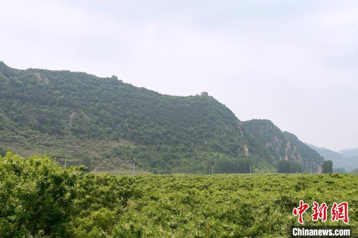 長城腳下萬畝栗花綻放，散發(fā)出淡淡清香。　郝云崎 攝