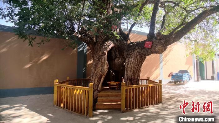 圖為阿河灘地質(zhì)文化村樹齡高達(dá)800年的空心古榆樹?！埡ｖ?攝