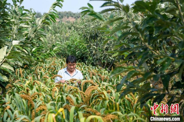 農(nóng)業(yè)專家劉正理正在查看谷子生長情況?！≮w亮 攝