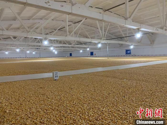 倉內(nèi)清涼干爽、遍地金黃，上千平方米的糧食盡收眼底?！⊥趸萘?攝