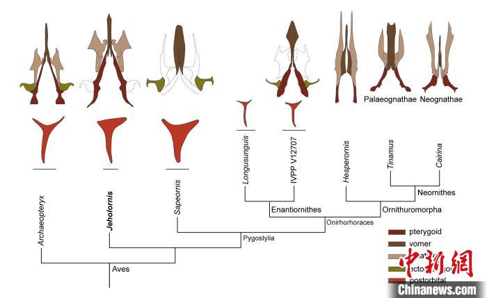 最原始鳥類“熱河鳥”最新研究：嗅覺更好、日行主導