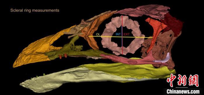 熱河鳥STM3-8化石標本的鞏膜環(huán)復原及測量示意圖?！『?供圖