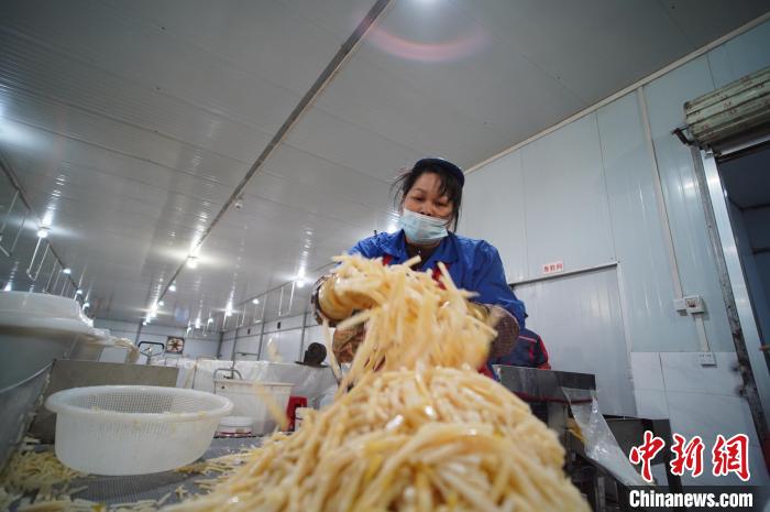 圖為一名工人正在處理切成條狀后的酸筍。　韋國(guó)政 攝