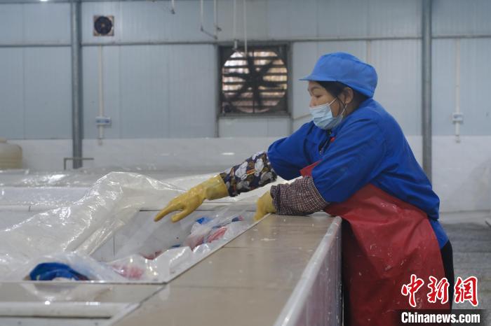 圖為一名工人正在檢查酸筍腌制情況?！⒖÷?攝