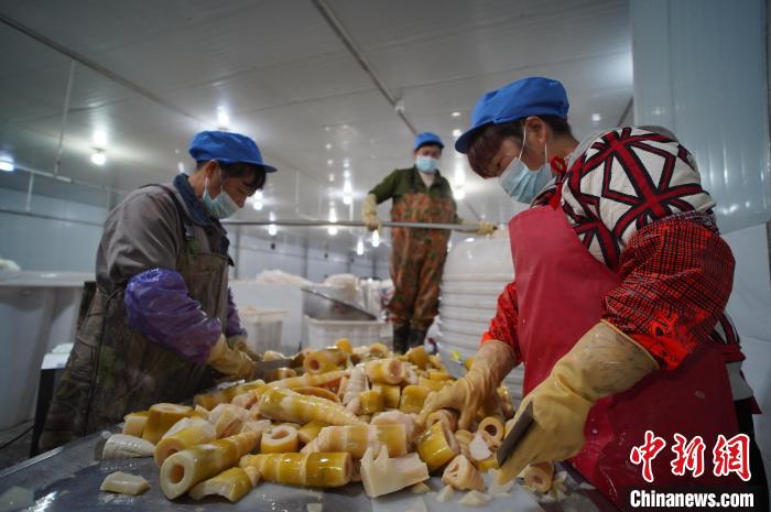 圖為多名工人正在將酸筍切成小塊?！№f國(guó)政 攝