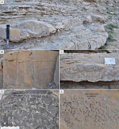 寒武系生物礁沉積模式示意圖?！∧瞎潘?供圖