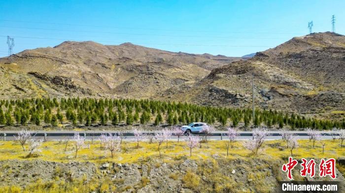 生態(tài)修復(fù)后逐漸變綠的賀蘭山石嘴山段?！∈焐绞形麄鞑抗﹫D