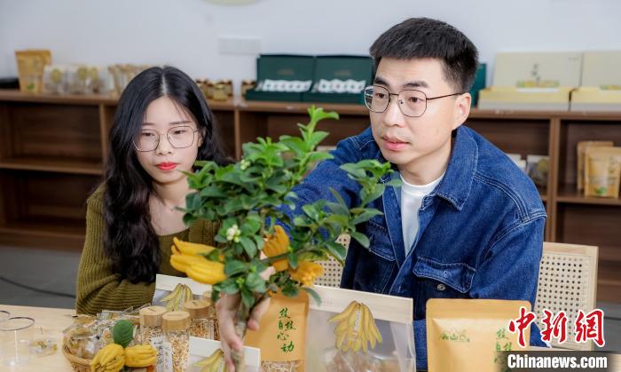 北山口村的佛手電商直播?！≈鬓k方供圖