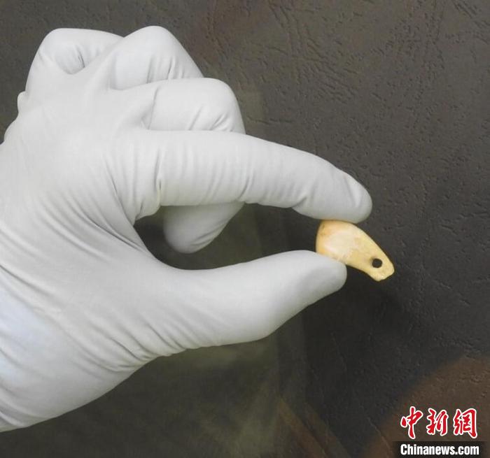 打孔鹿牙墜飾提取DNA后(圖片來自馬克斯·普朗克演化人類學(xué)研究所)。　施普林格·自然 供圖