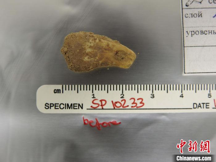 打孔鹿牙墜飾提取DNA前(圖片來自馬克斯·普朗克演化人類學(xué)研究所)?！∈┢樟指瘛ぷ匀?供圖