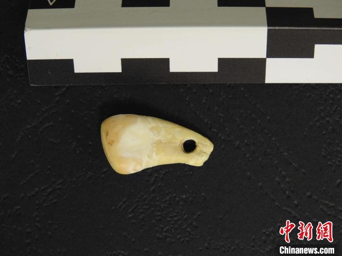 在南西伯利亞丹尼索瓦洞發(fā)現(xiàn)的打孔鹿牙墜飾(圖片來自馬克斯·普朗克演化人類學(xué)研究所)?！∈┢樟指瘛ぷ匀?供圖