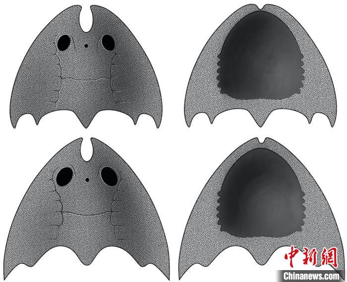 九江江夏魚(上)和后棘江夏魚(下)(史愛娟/繪)。　中科院古脊椎所 供圖