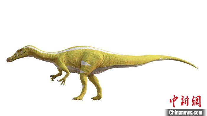 棘龍類新物種Protathlitis cinctorrensis(圖源Grup Guix)?！∈┢樟指瘛ぷ匀?供圖