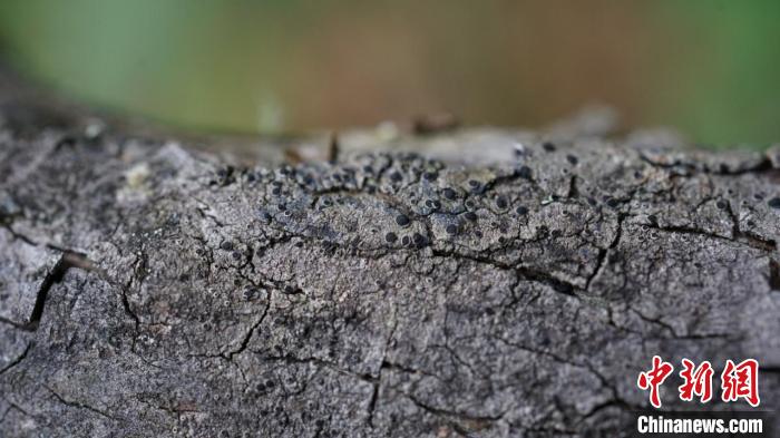 研究發(fā)現(xiàn):餅干衣屬中國(guó)特有種“消失”110年后重現(xiàn)青藏高原