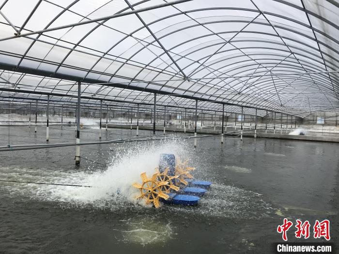 南美白對蝦養(yǎng)殖基地?！∠笊轿r蟹科技小院供圖