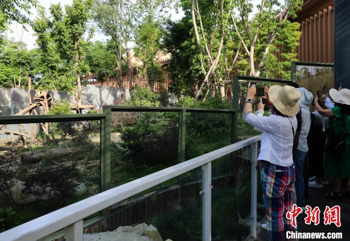 海外華文媒體近距離參觀大熊貓，探尋大熊貓的“大運情緣”。　王磊 攝