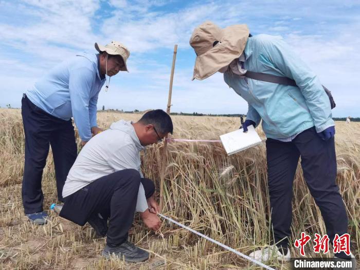 去年新疆冬小麥高產(chǎn)紀(jì)錄是863.8公斤。　薛瑋 攝