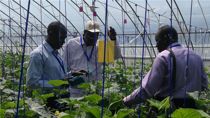 孫釗向當?shù)剞r(nóng)戶講解粘蟲板工作原理。受訪者供圖