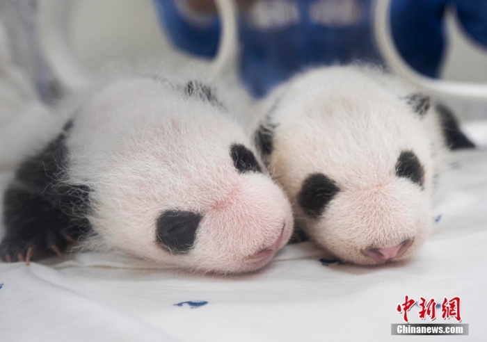 當?shù)貢r間8月7日，韓國三星愛寶樂園公布雌性雙胞胎大熊貓幼崽(左為姐姐，右為妹妹)于6日拍攝的滿月照。愛寶樂園 供圖