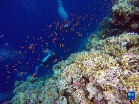  10月2日，人們?cè)诎＜拔髂伟雿u達(dá)哈布藍(lán)洞內(nèi)的珊瑚旁深潛。新華社記者 隋先凱 攝