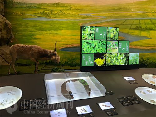   （中醫(yī)藥博物館展出的各類中藥材令人應(yīng)接不暇。中國經(jīng)濟周刊記者 郭志強 攝）