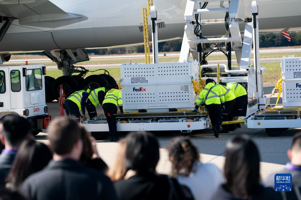11月8日，在美國弗吉尼亞州的華盛頓杜勒斯國際機場，裝有大熊貓的特制“旅行包廂”準備運上專機。新華社記者劉杰攝
