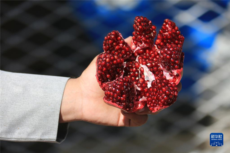 11月10日，在阿富汗首都喀布爾，商販展示產(chǎn)自阿富汗南部坎大哈省的石榴。新華社發(fā)（塞夫拉赫曼·薩菲攝）