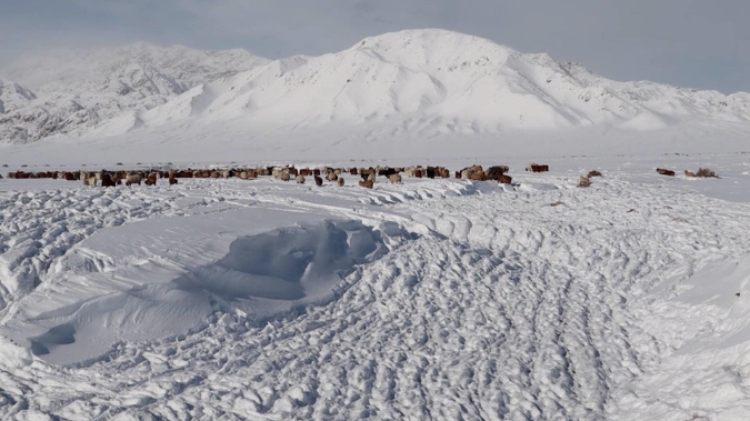 蒙古國(guó)近日發(fā)生雪災(zāi)。圖片來(lái)源：蒙政府網(wǎng)站