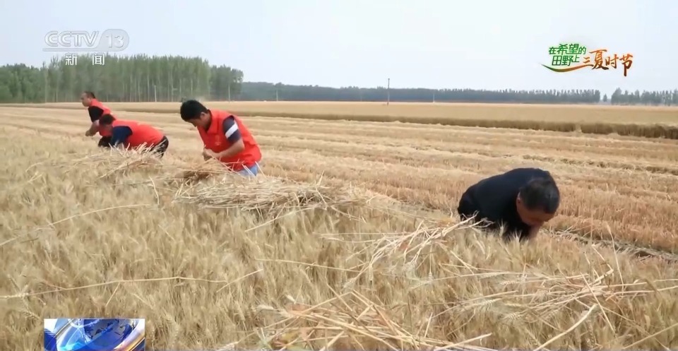 “三夏”生產思維導圖安排上了！還有政府大院等你來“曬”
