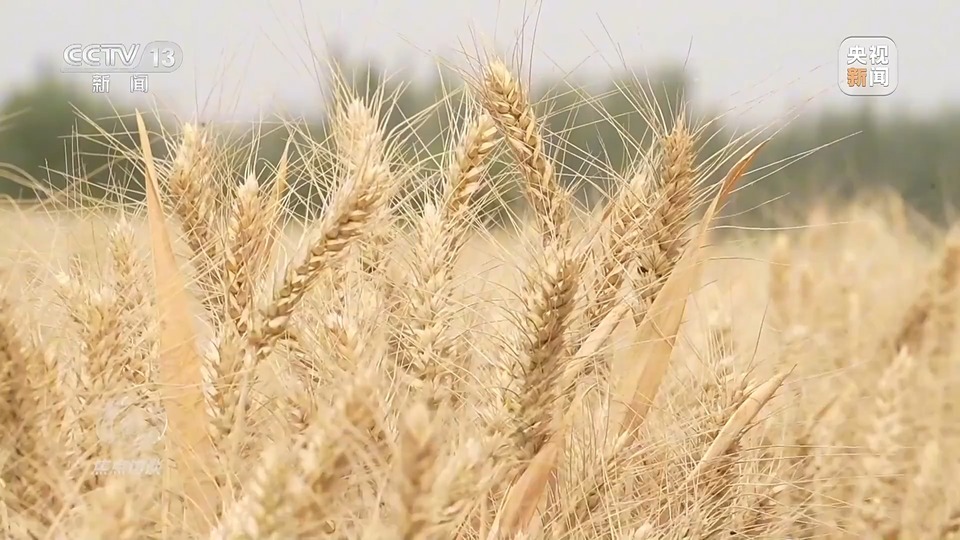 焦點訪談丨一粒良種 萬擔好糧 探索農(nóng)作物高產(chǎn)高質(zhì)“新密碼”