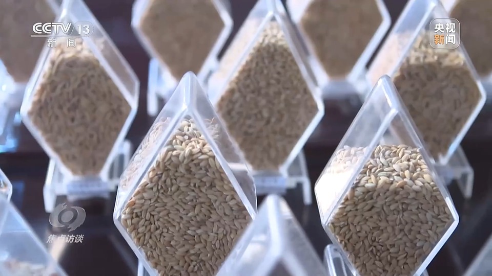 焦點訪談丨一粒良種 萬擔好糧 探索農(nóng)作物高產(chǎn)高質(zhì)“新密碼”