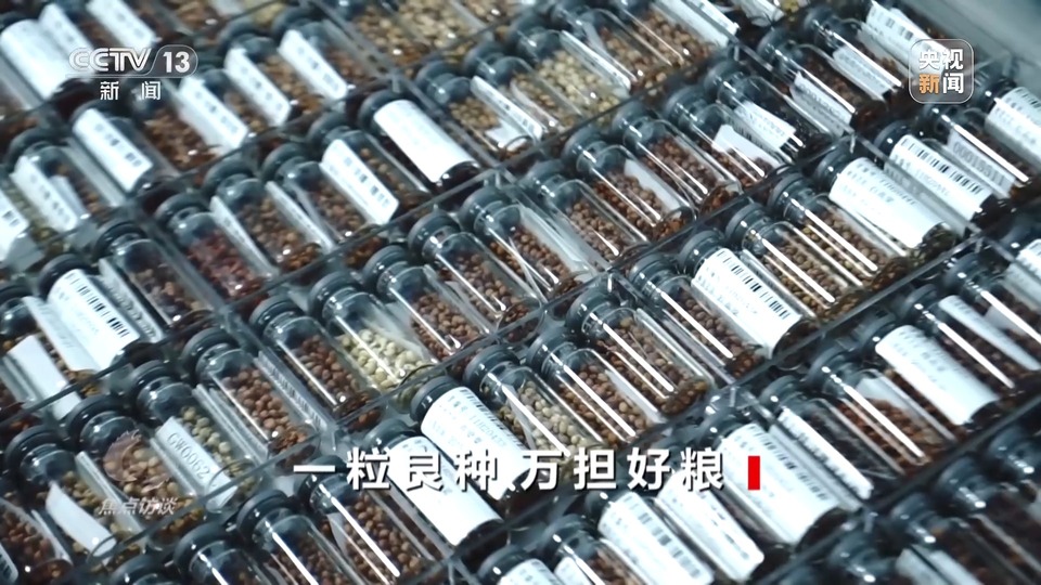 焦點訪談丨一粒良種 萬擔好糧 探索農(nóng)作物高產(chǎn)高質(zhì)“新密碼”