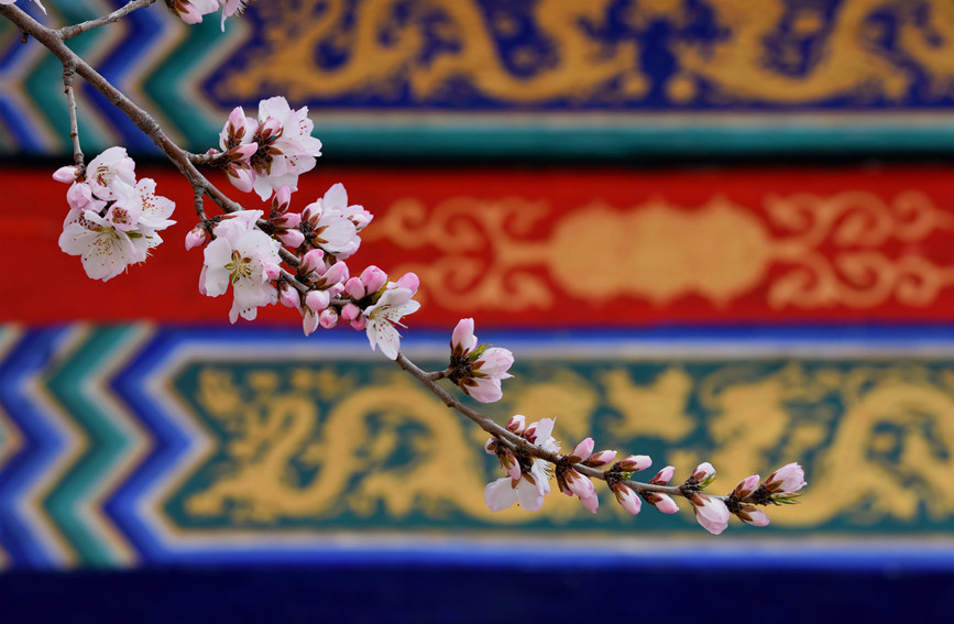 “云”賞桃花相映紅。紅橋區(qū)委宣傳部供圖