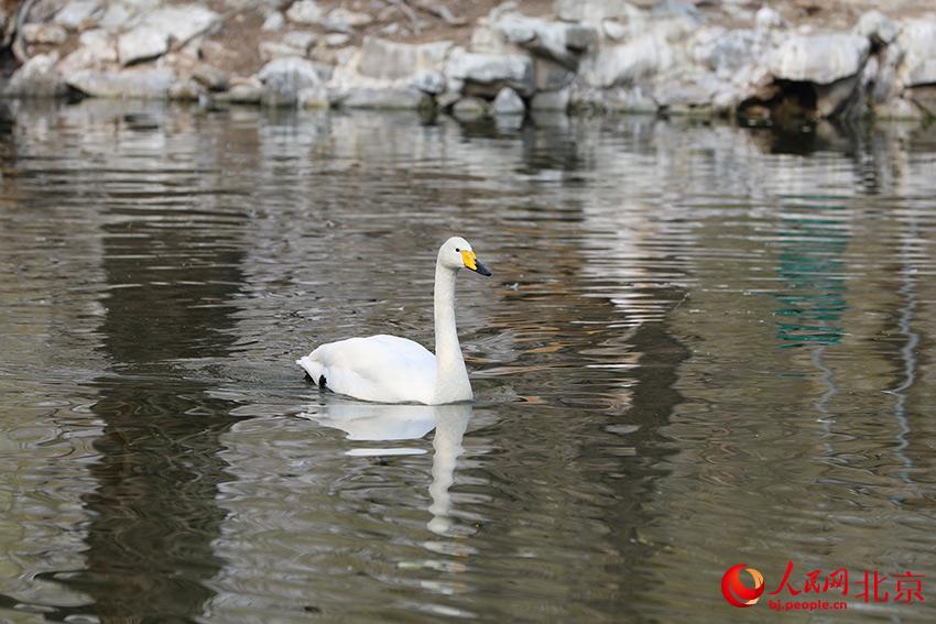 北京動(dòng)物園水禽湖上，水鳥游弋其中，傳遞春的消息。人民網(wǎng) 尹星云攝