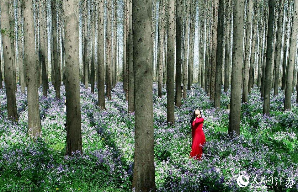 大地好像鋪上了夢幻般的地毯，分外迷人。陳義寶攝