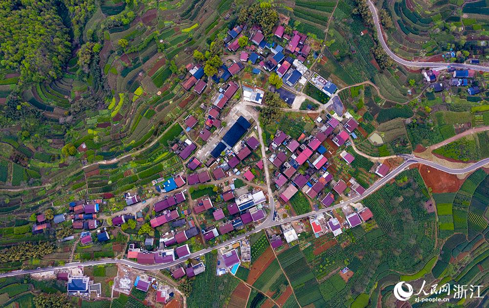 4月1日，紹興市新昌縣東茗鄉(xiāng)下巖貝村風(fēng)光秀麗，茶園旖旎。人民網(wǎng) 章勇濤攝