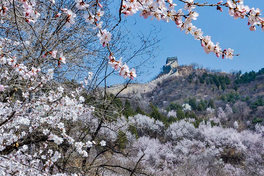 眼下，八達(dá)嶺長城內(nèi)外春花爭艷。陸軍攝