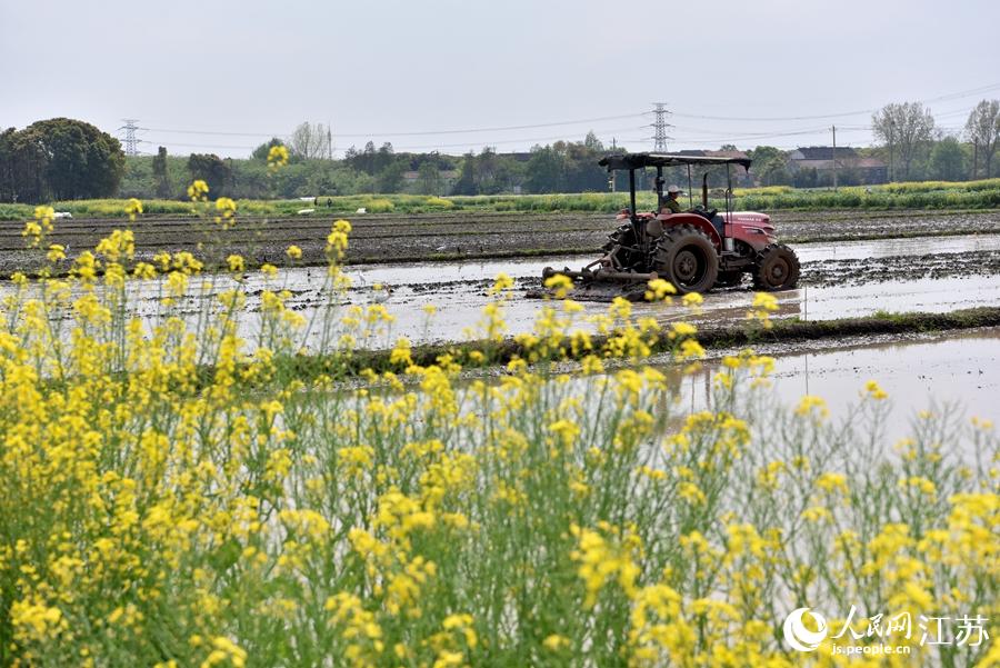 第一批早稻開始插播。崔煒攝