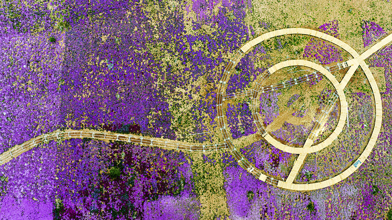 邯鄲市復興區(qū)德豐生態(tài)園的300畝芝櫻花進入最佳觀賞期。放眼望去，五彩音符和豎琴造型下的芝櫻花恰似披上了一層色彩斑斕的錦緞，蔚為壯觀。聶長青攝