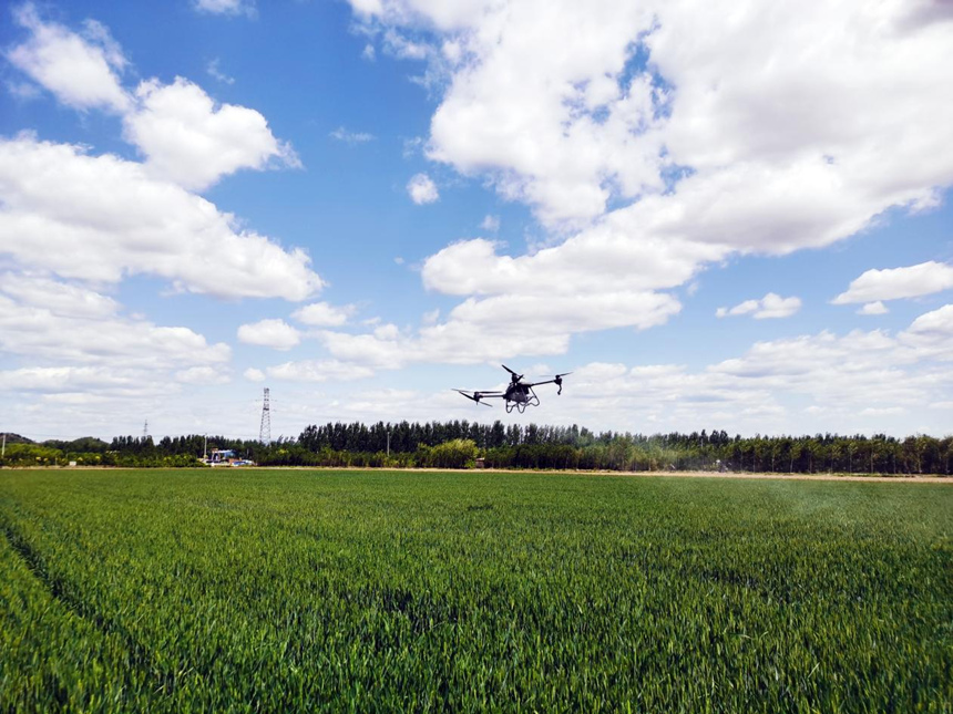 河北省遷安市扣莊鎮(zhèn)海沃之豐合作社利用植保無人機進行“一噴三防”作業(yè)。 張友青攝