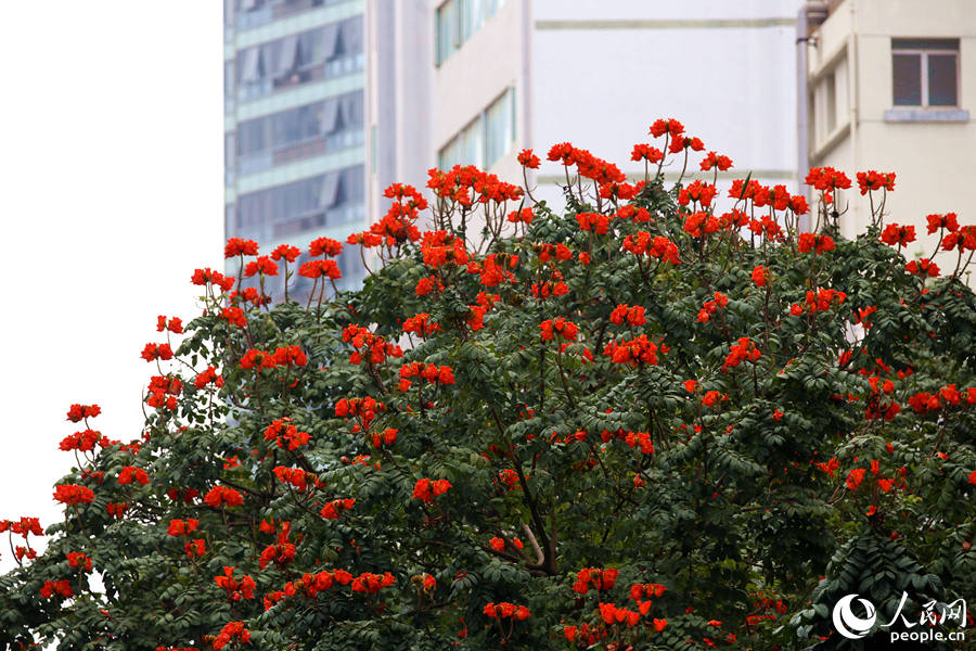 廈門市金榜公園旁的火焰木滿樹繁花。人民網(wǎng) 陳博攝