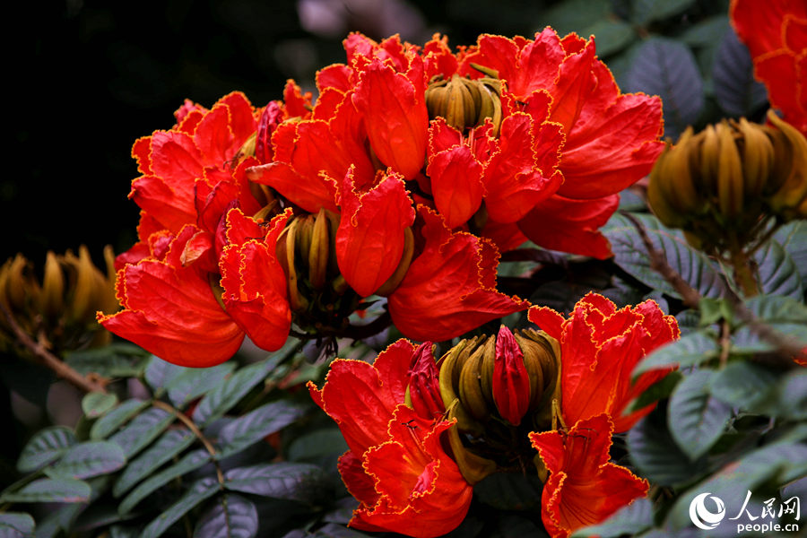 一朵朵紅花在枝葉頂端綻放。人民網(wǎng) 陳博攝